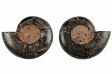 Cut/Polished Ammonite (Phylloceras?) Pair - Unusual Black Color #166033-1